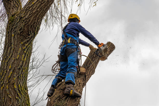  , USA Tree Removal Pros